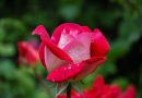 Den ultimative guide til at finde den perfekte rosenbeskærer